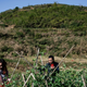 Zhao picks bean pods with Wang.